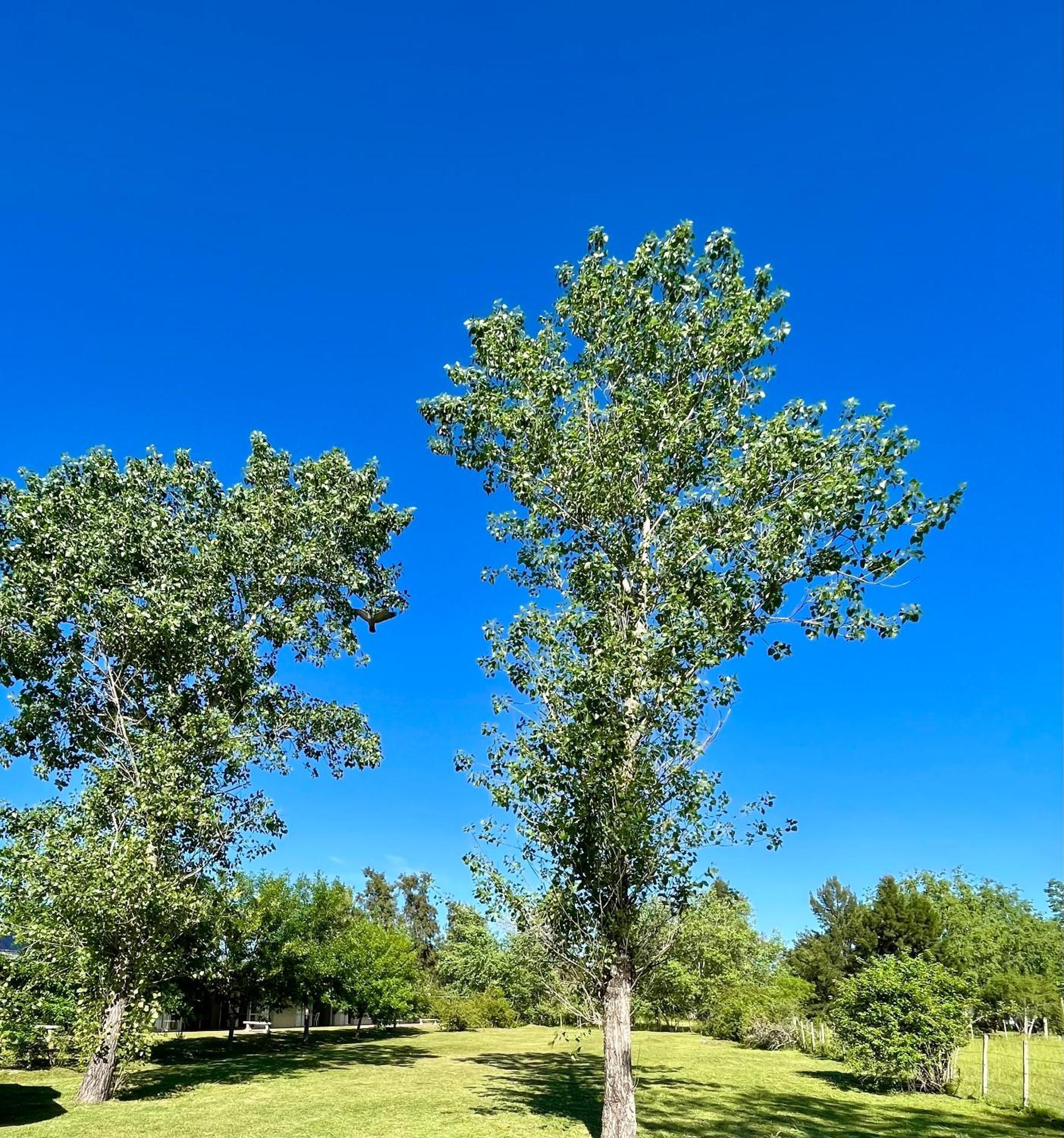 Indalo Apart otel Termas del Daymán Dış mekan fotoğraf